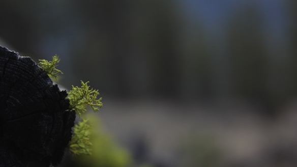 A close-up of small, vibrant green moss or lichen growing on the darkened end of a cut log. The background is blurred with hints of earthy and forest tones, suggesting a woodland environment.