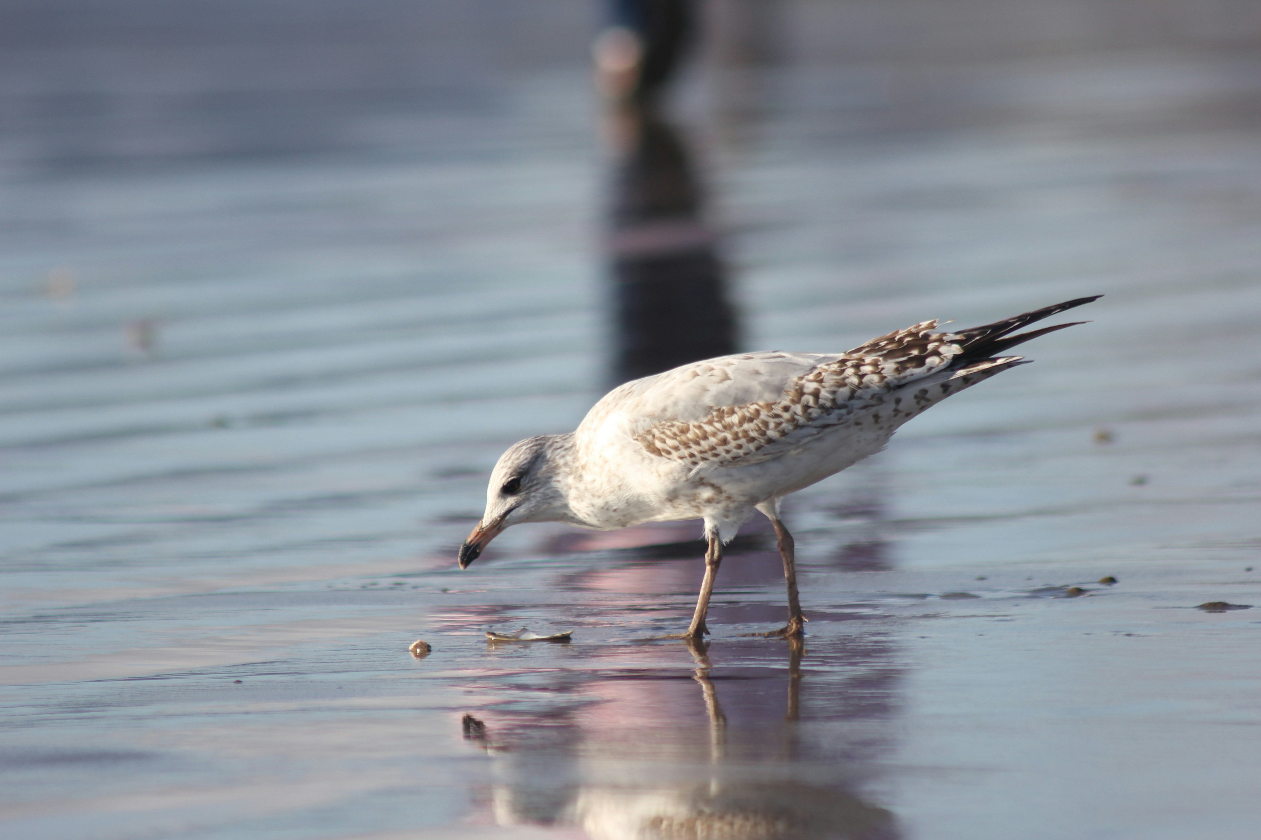 Photo by dcanadianphotographer