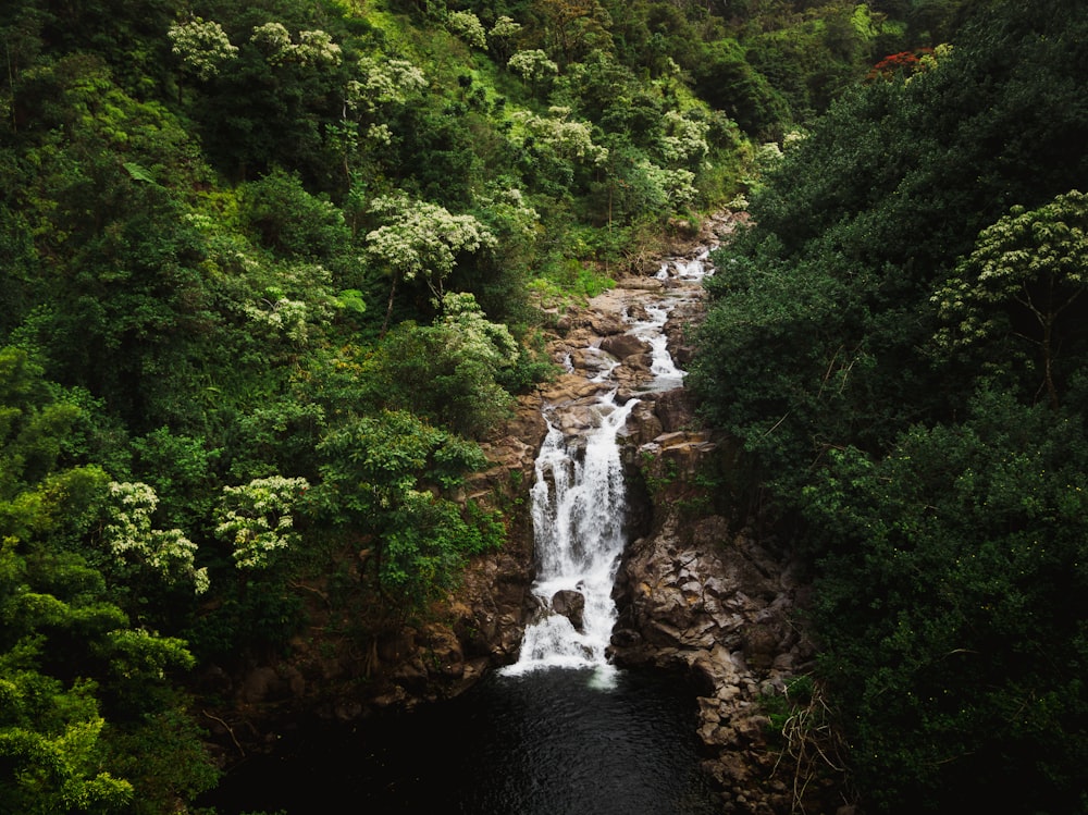 uma cachoeira no meio de uma floresta verde exuberante