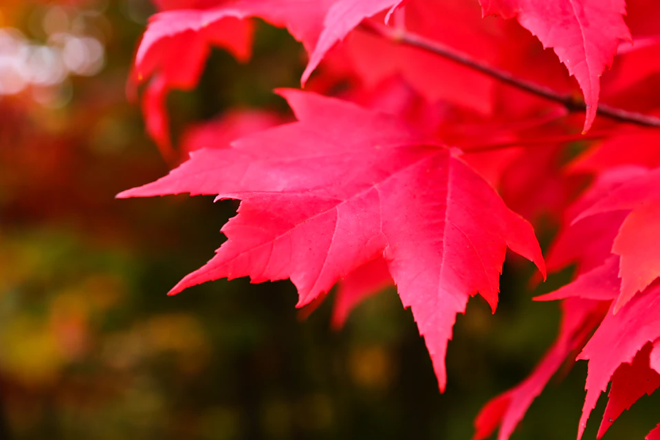 The image shows a close-up view of a vibrant red maple leaf, captured from an angle that highlights its intricate details and texture. The leaf is slightly tilted to the right, adding depth and dimension to the scene. In the blurred background, there are hints of other trees and foliage, suggesting that this particular tree might be part of a larger forest or wooded area.