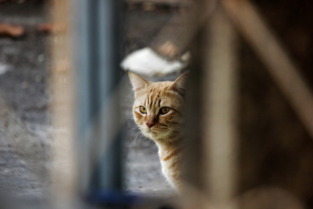 a cat looking through a fence at something