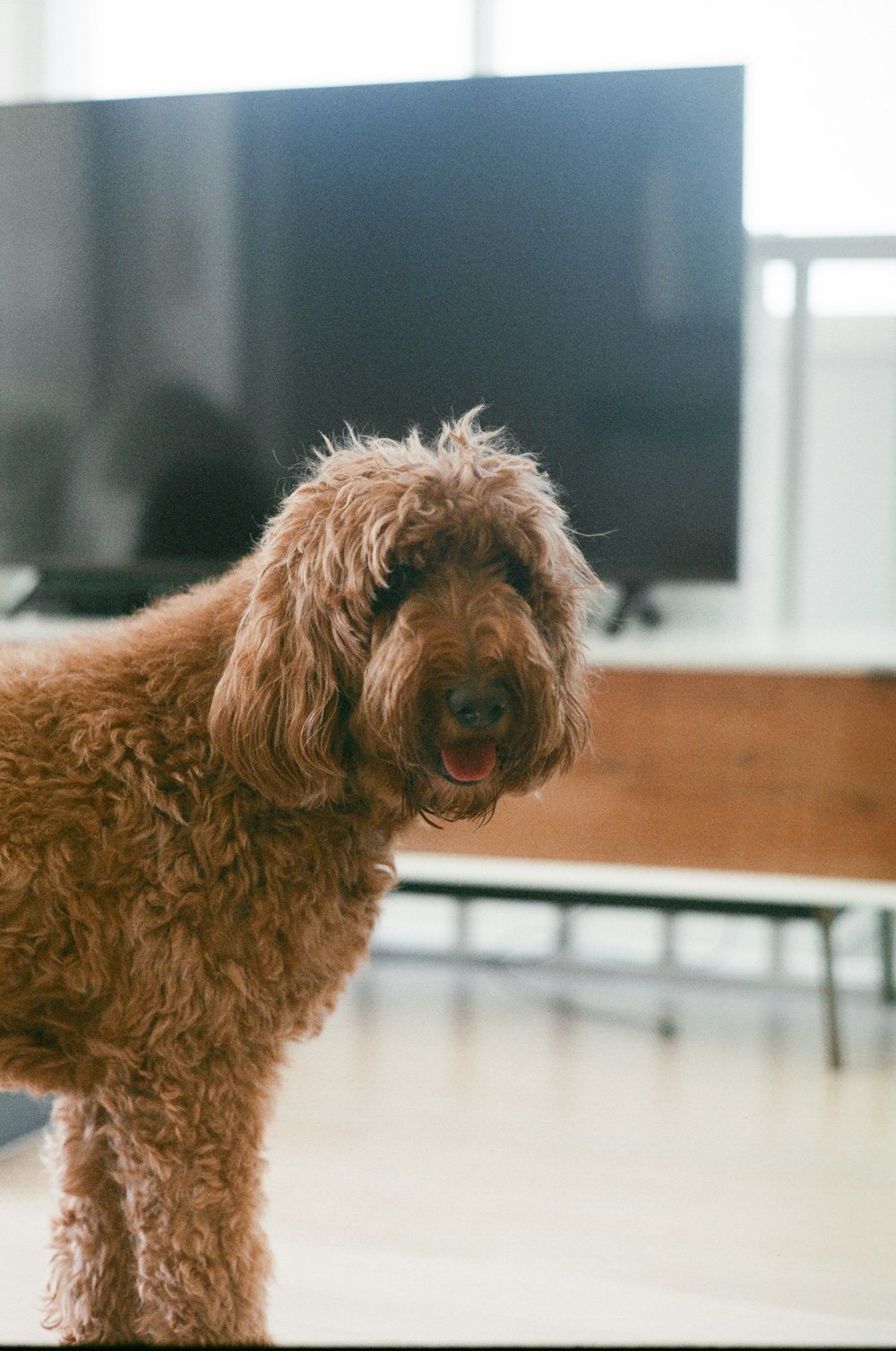 a brown dog standing on top of a hard wood floor