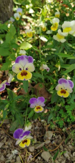 A small, colorful flower bed with daisies and pansies under soft sunlight.