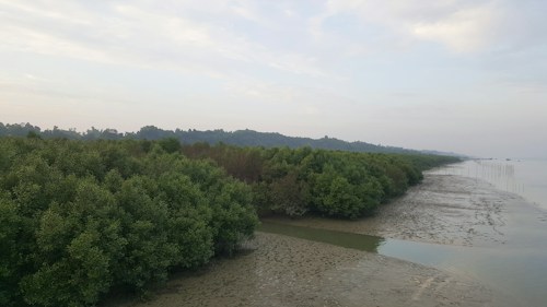 A stretch of dense green mangrove forest lies adjacent to a coastline with calm waters. The sky is overcast with soft clouds, and the shoreline features wet sand that blends with the shallow water.