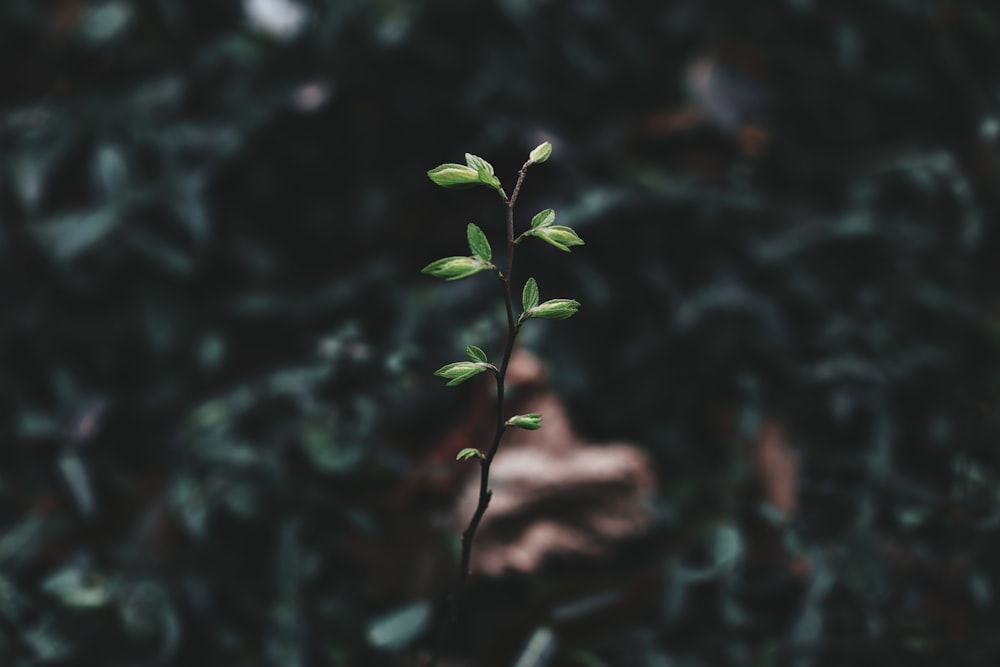 a small plant with green leaves on it