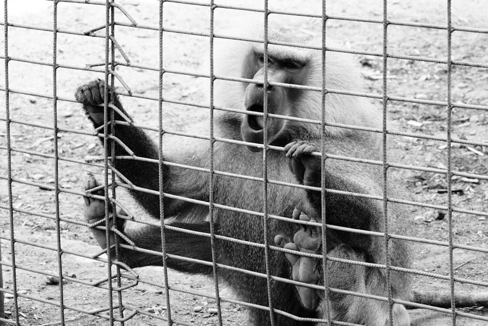 a monkey sitting on the ground behind a fence