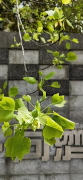 Close-up of a detailed tree print on a smooth wall surface inside a living room.