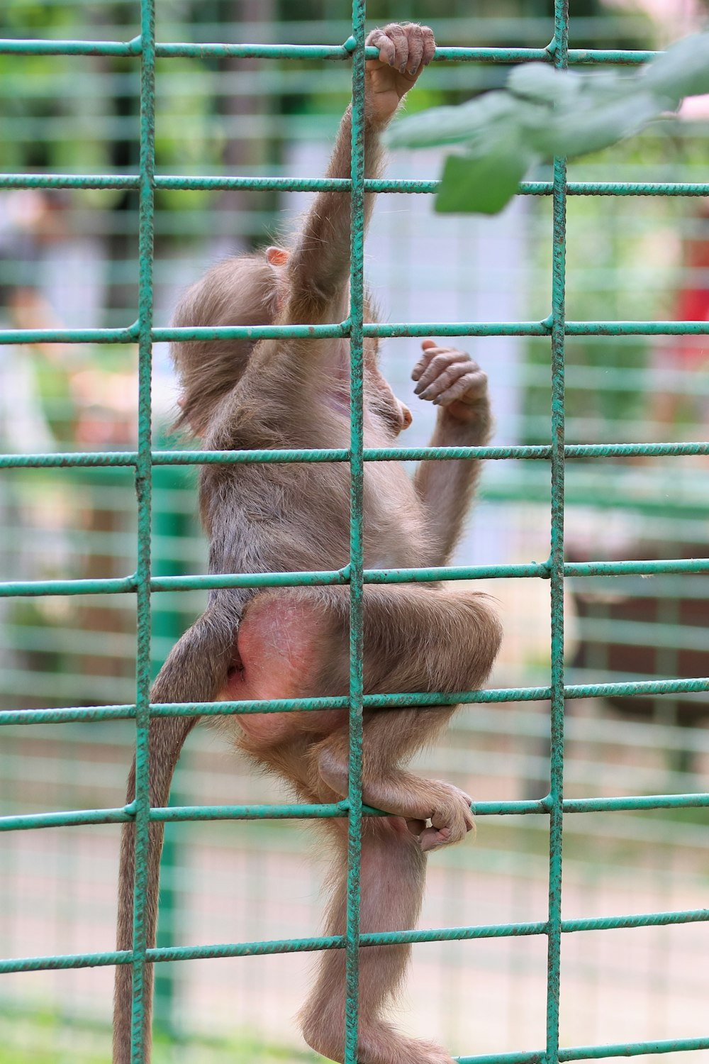 녹색 울타리를 오르는 아기 원숭이