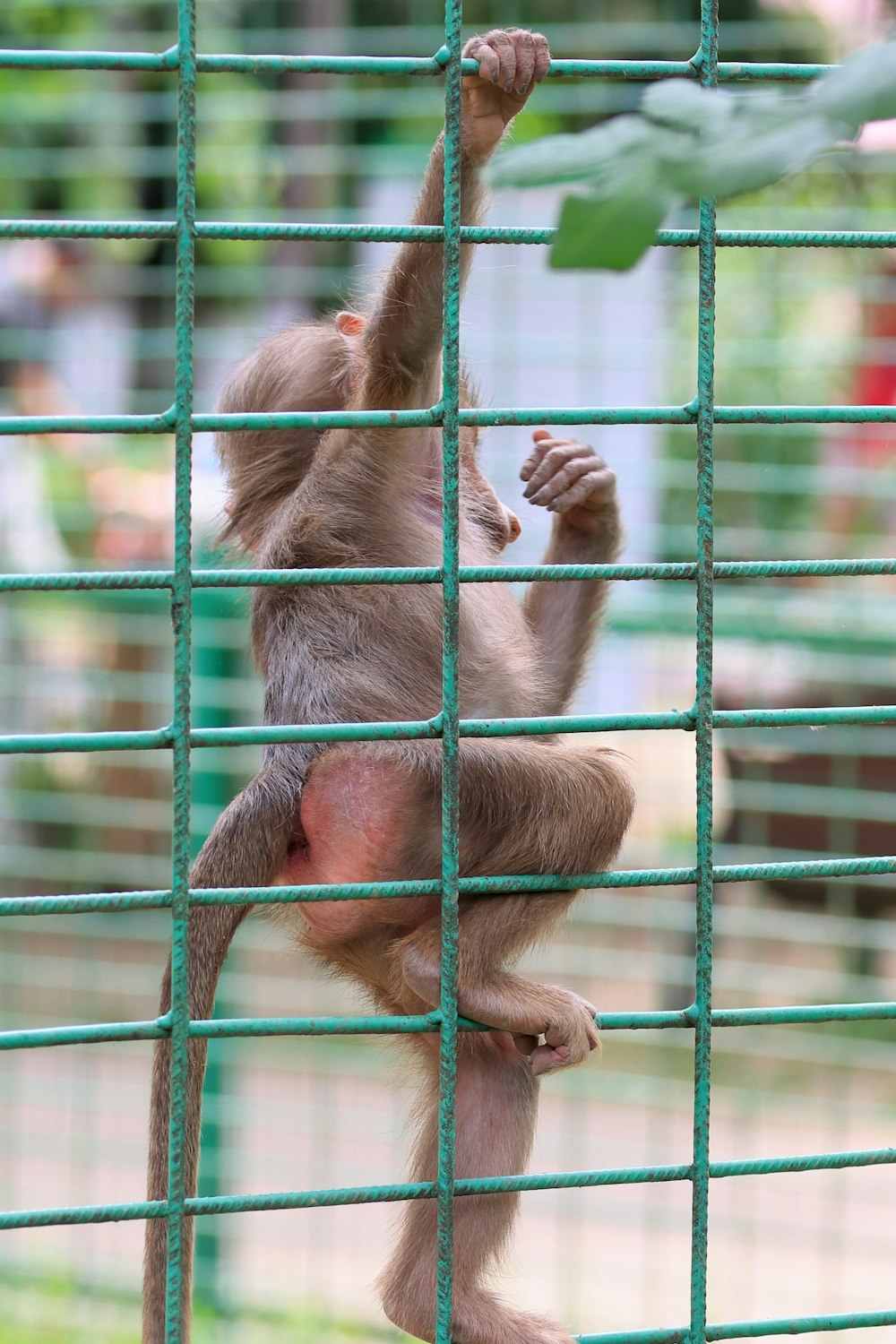 um macaco bebê subindo uma cerca verde