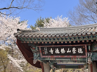Traditional Chinese architecture framed by blooming cherry blossoms in Zhuhai.