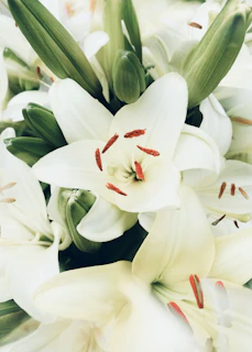 Close-up of delicate white lilies intertwined with lush greenery, showcasing natural elegance.