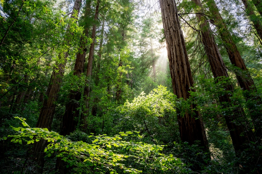 Un bosque lleno de muchos árboles altos