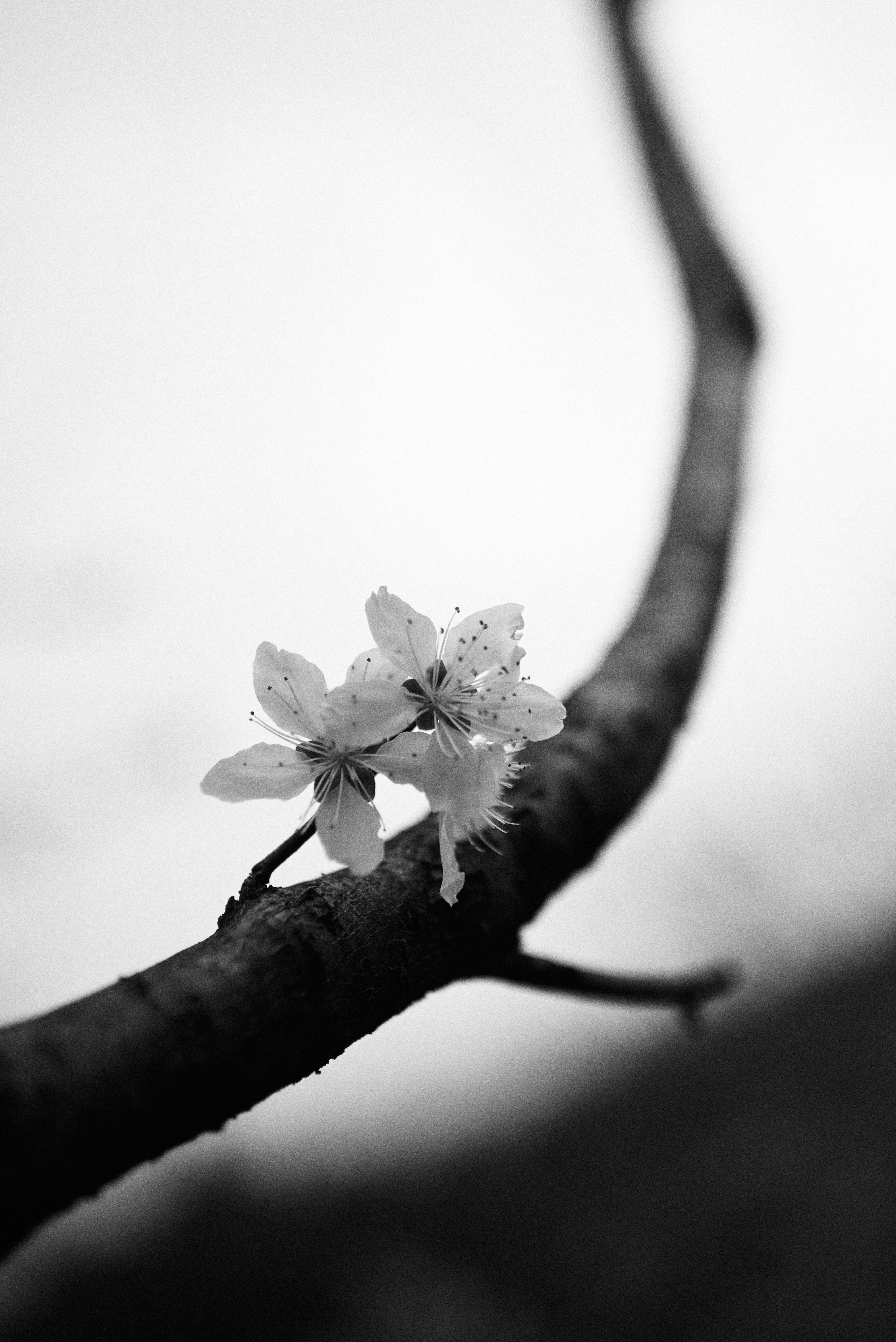 Photo by chunbaihaitang