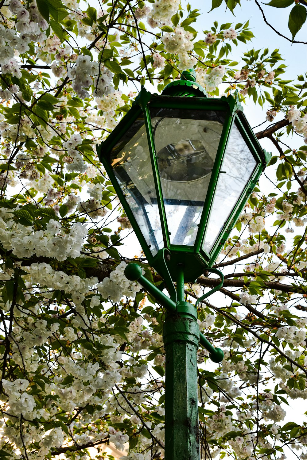 a green street light sitting under a tree filled with white flowers