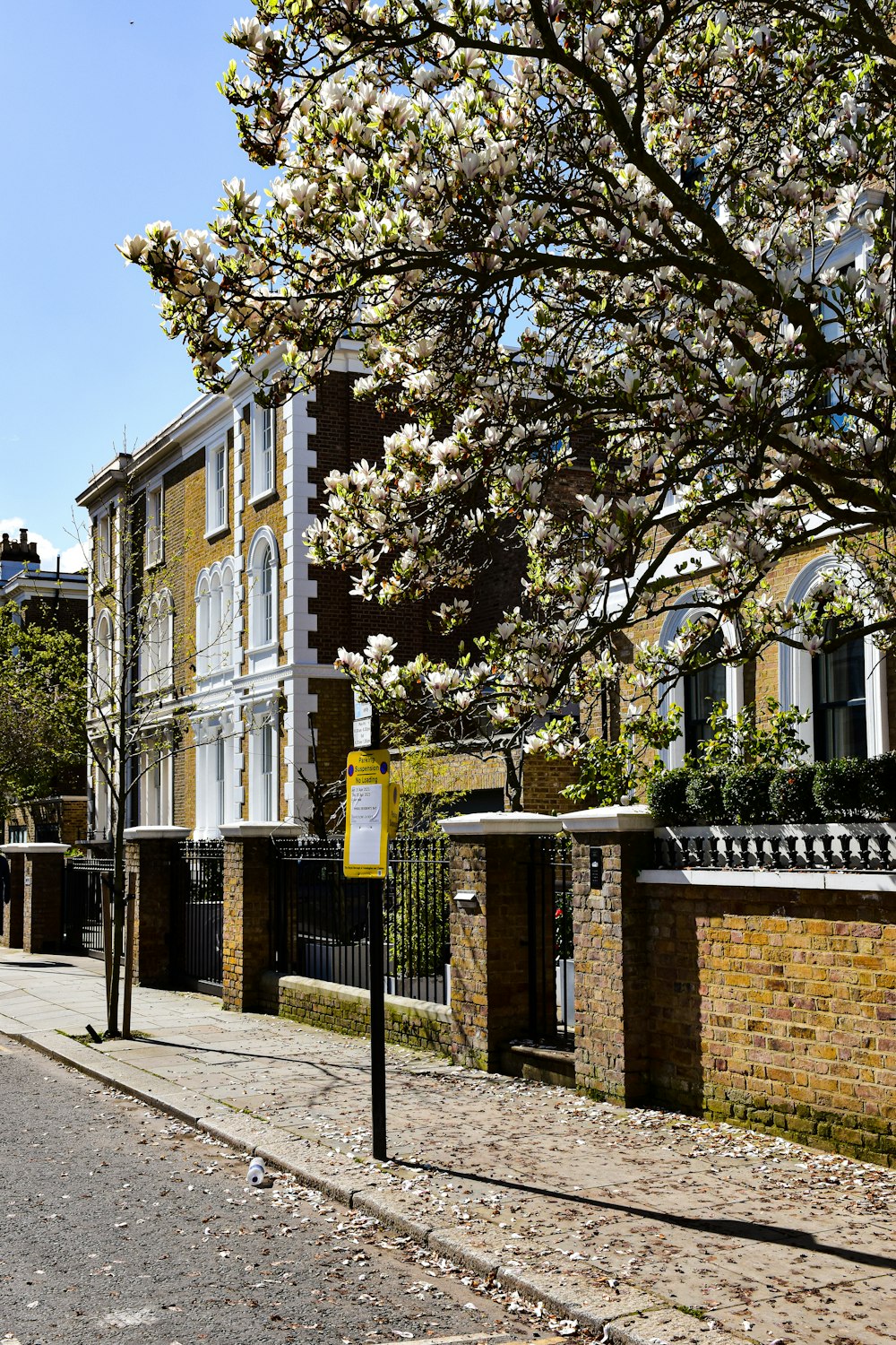 a tree with white flowers in front of a building