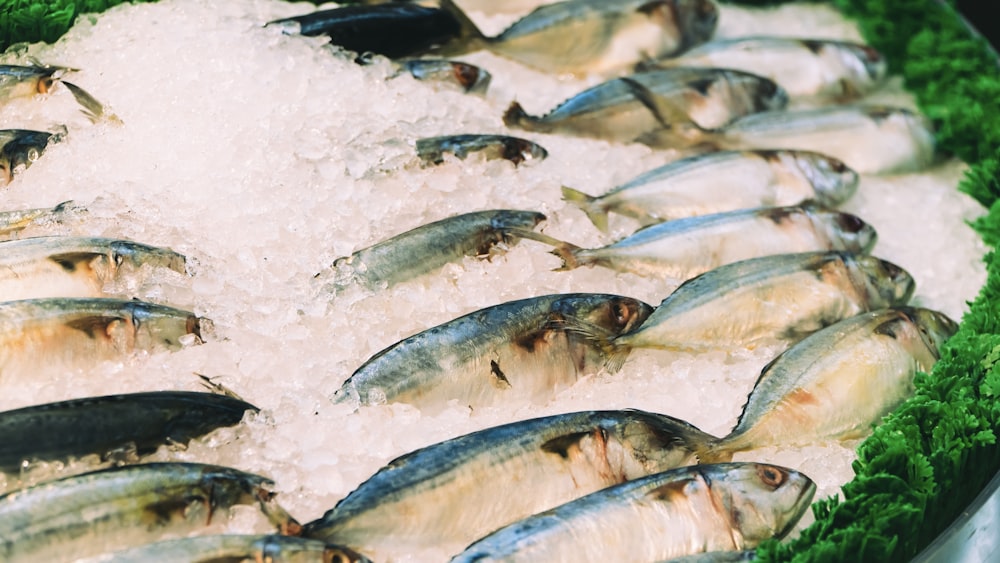 a bunch of fish that are on some ice