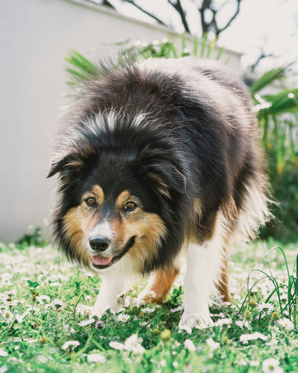 a dog that is standing in the grass