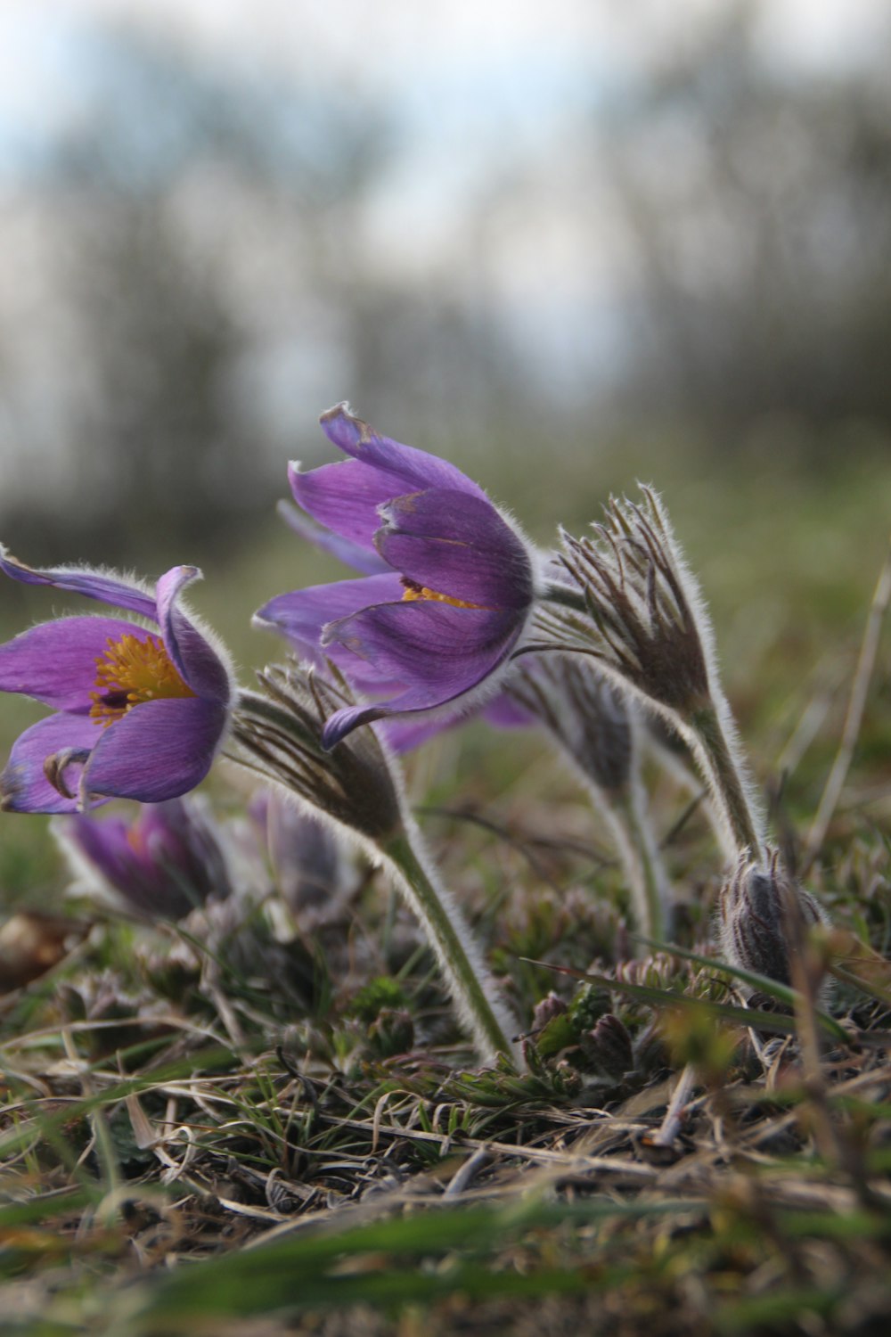 a group of purple flowers sitting on top of a grass covered field