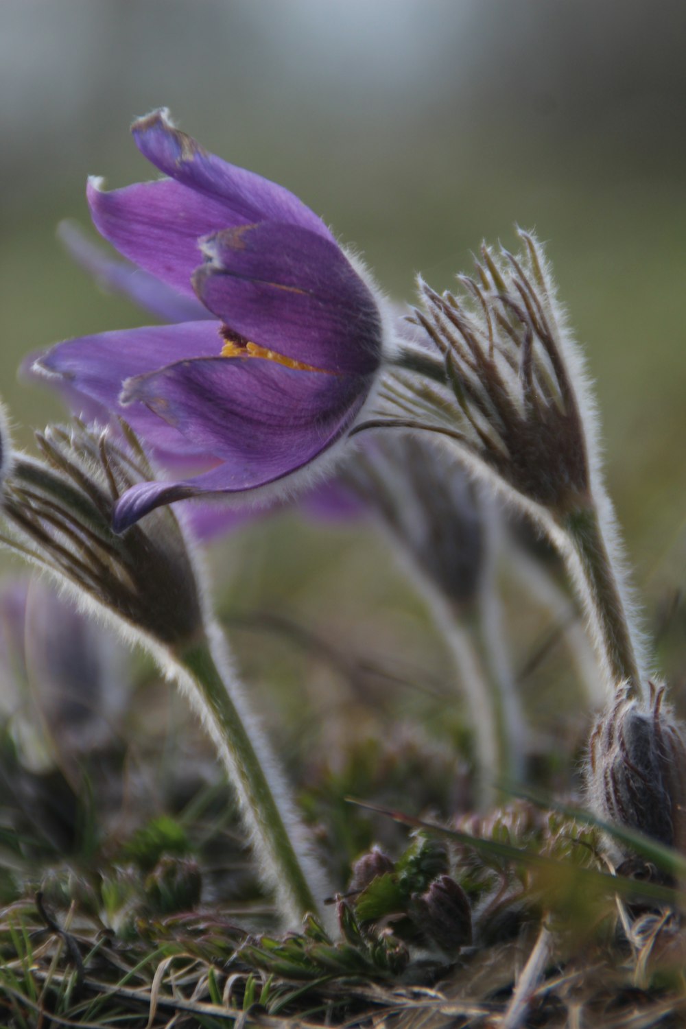 a close up of a purple flower in the grass