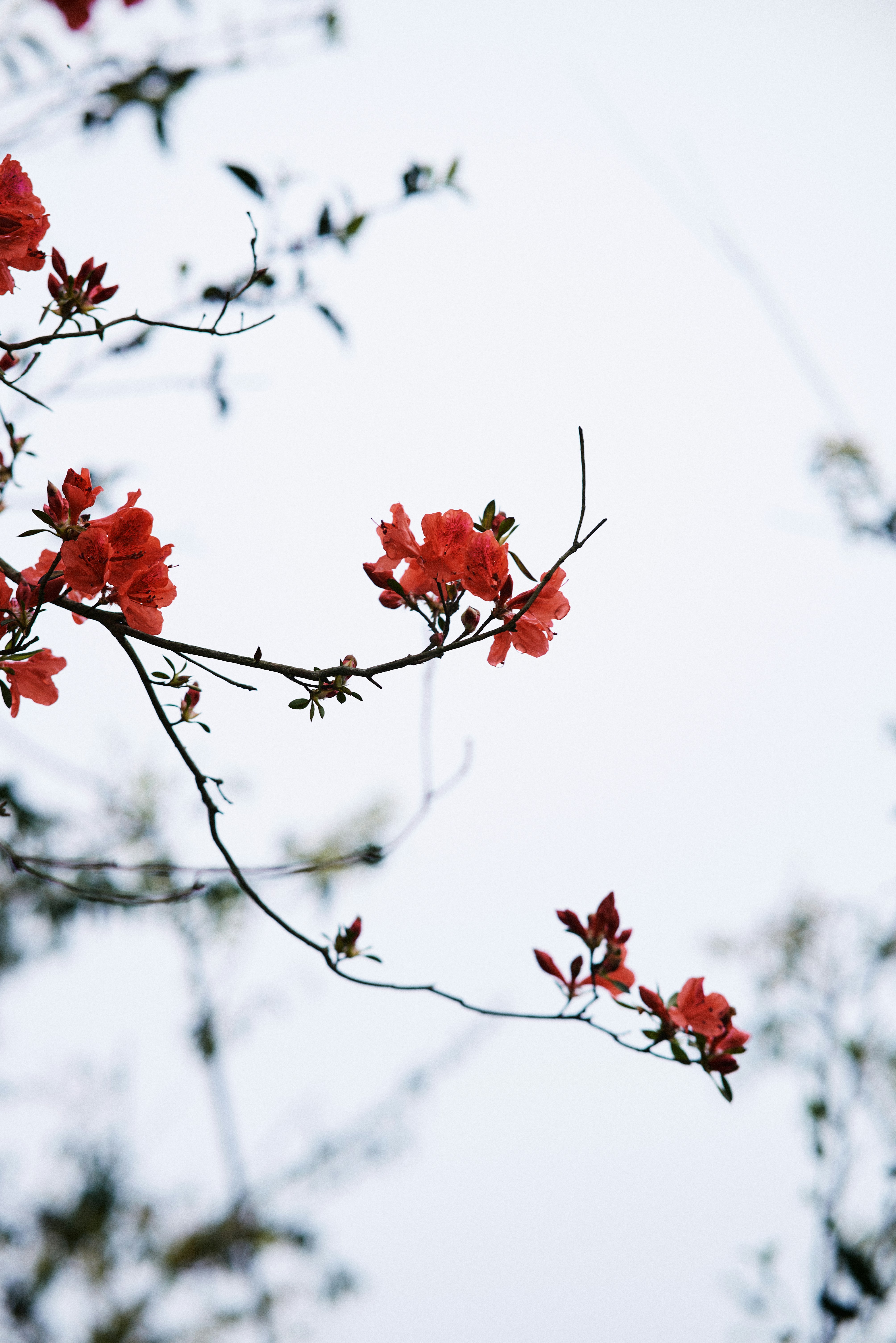 Photo by chunbaihaitang