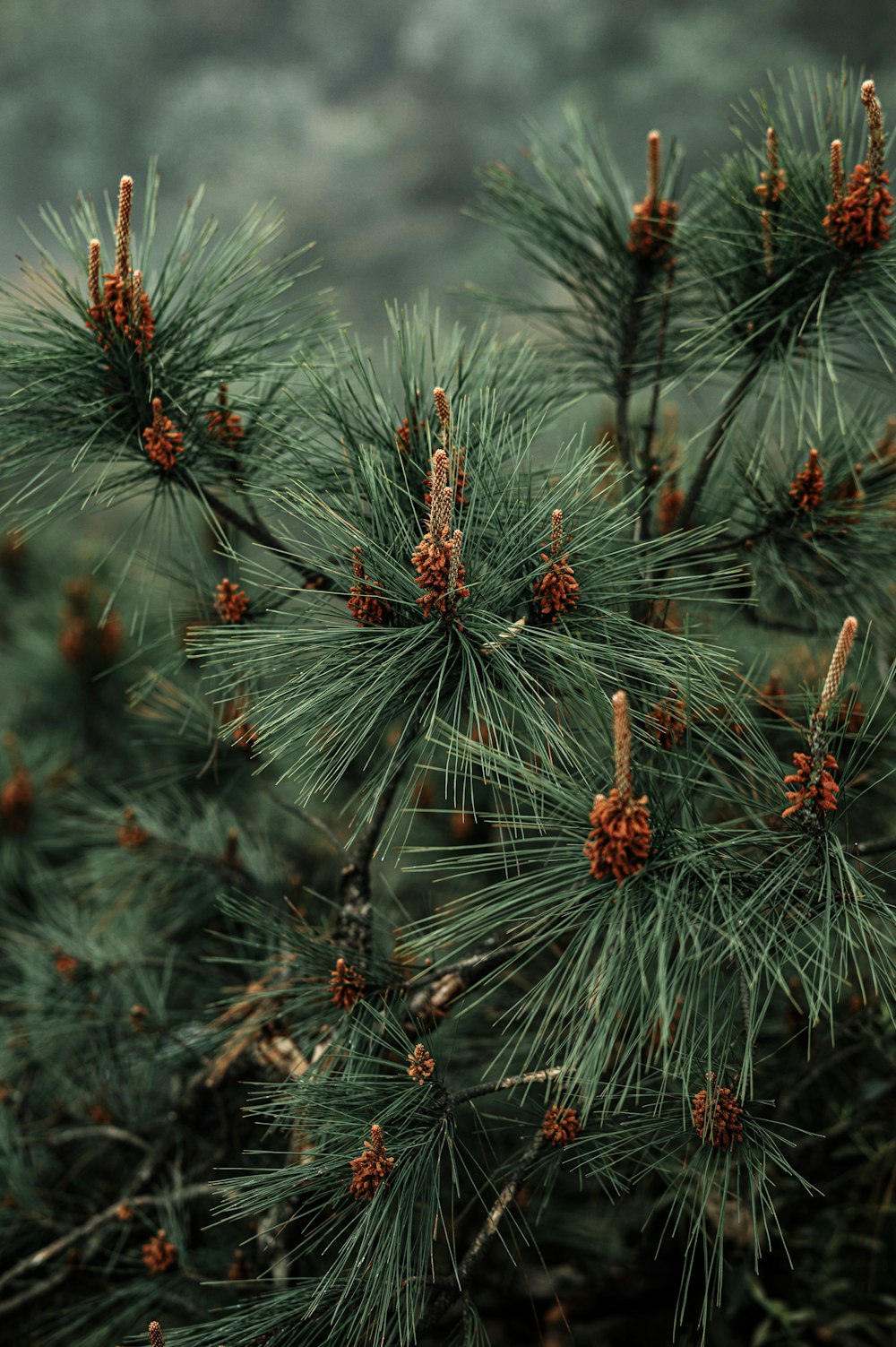 a close up of a pine tree with cones