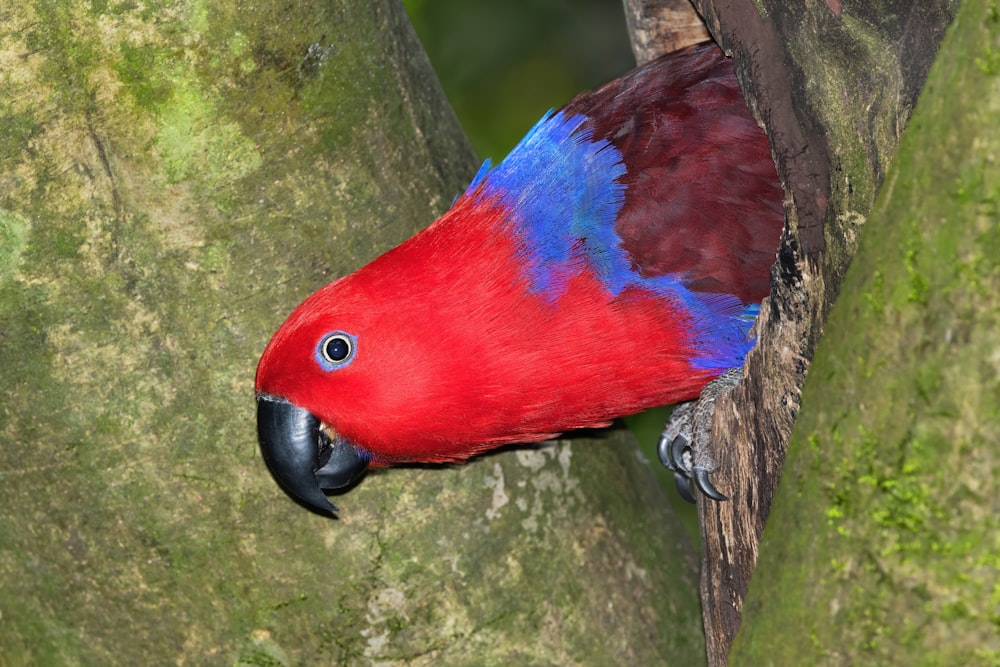 a red and blue parrot is perched on a tree