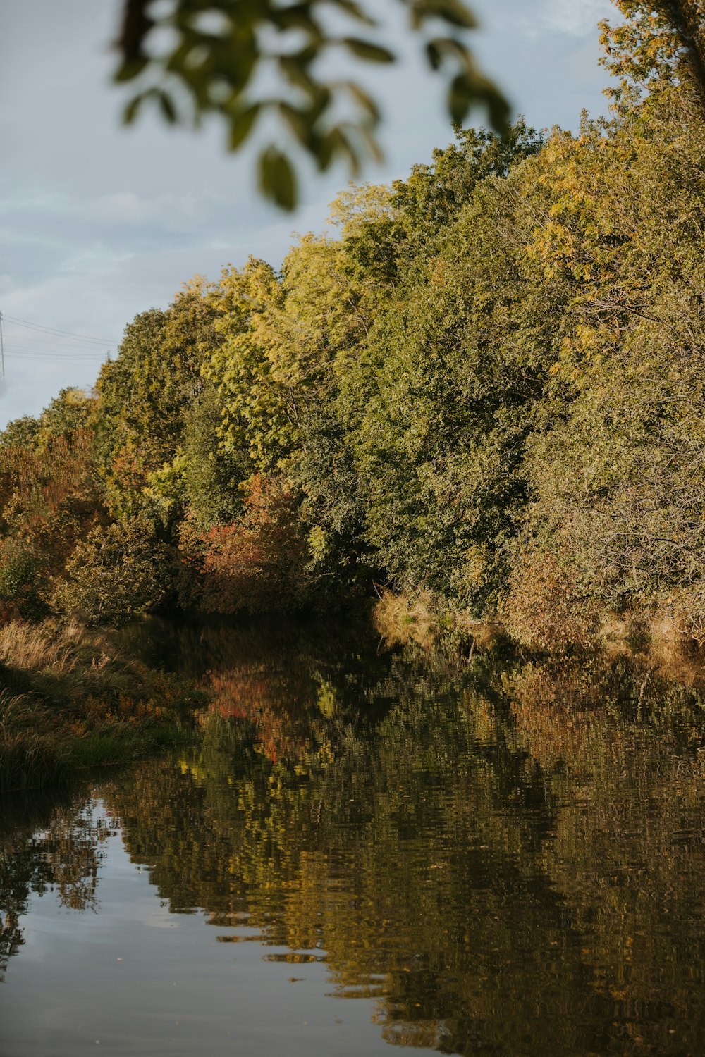 a body of water surrounded by lots of trees