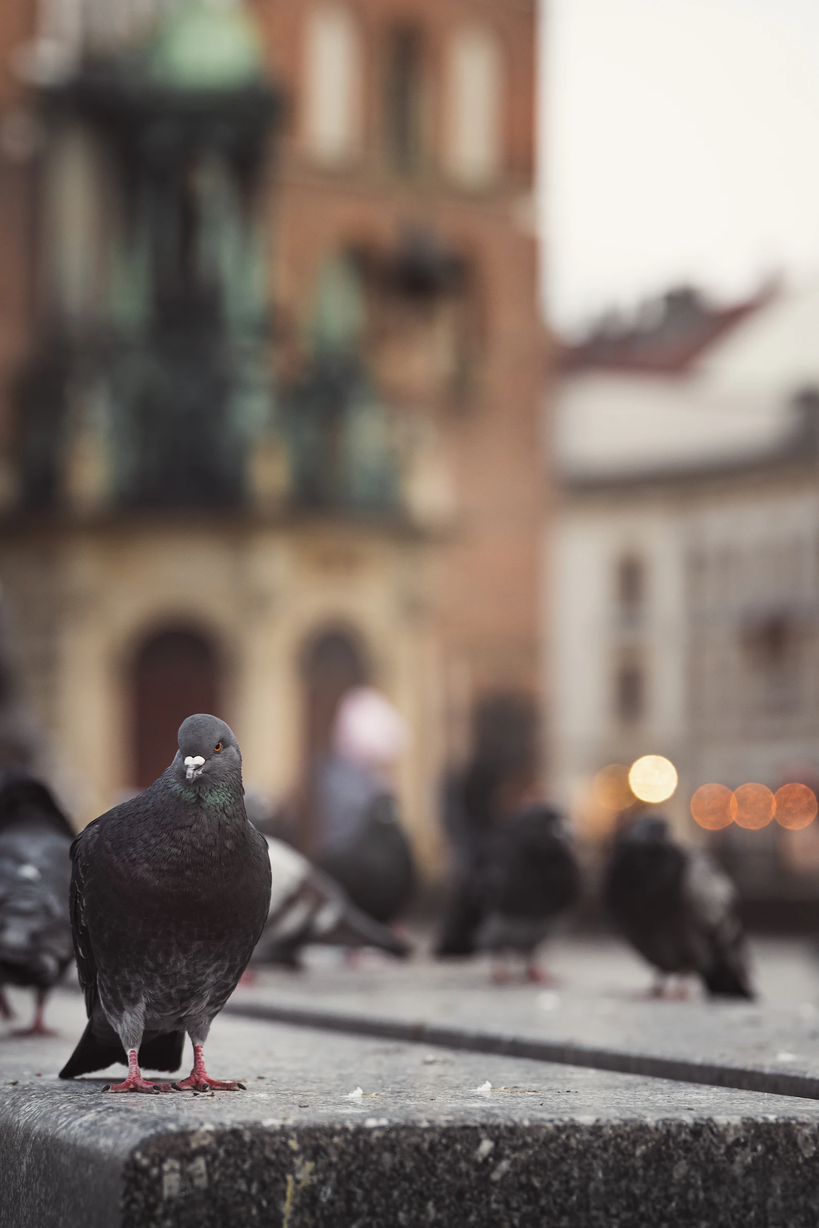 Grupo de palomas en primer plano con el fondo desenfocado