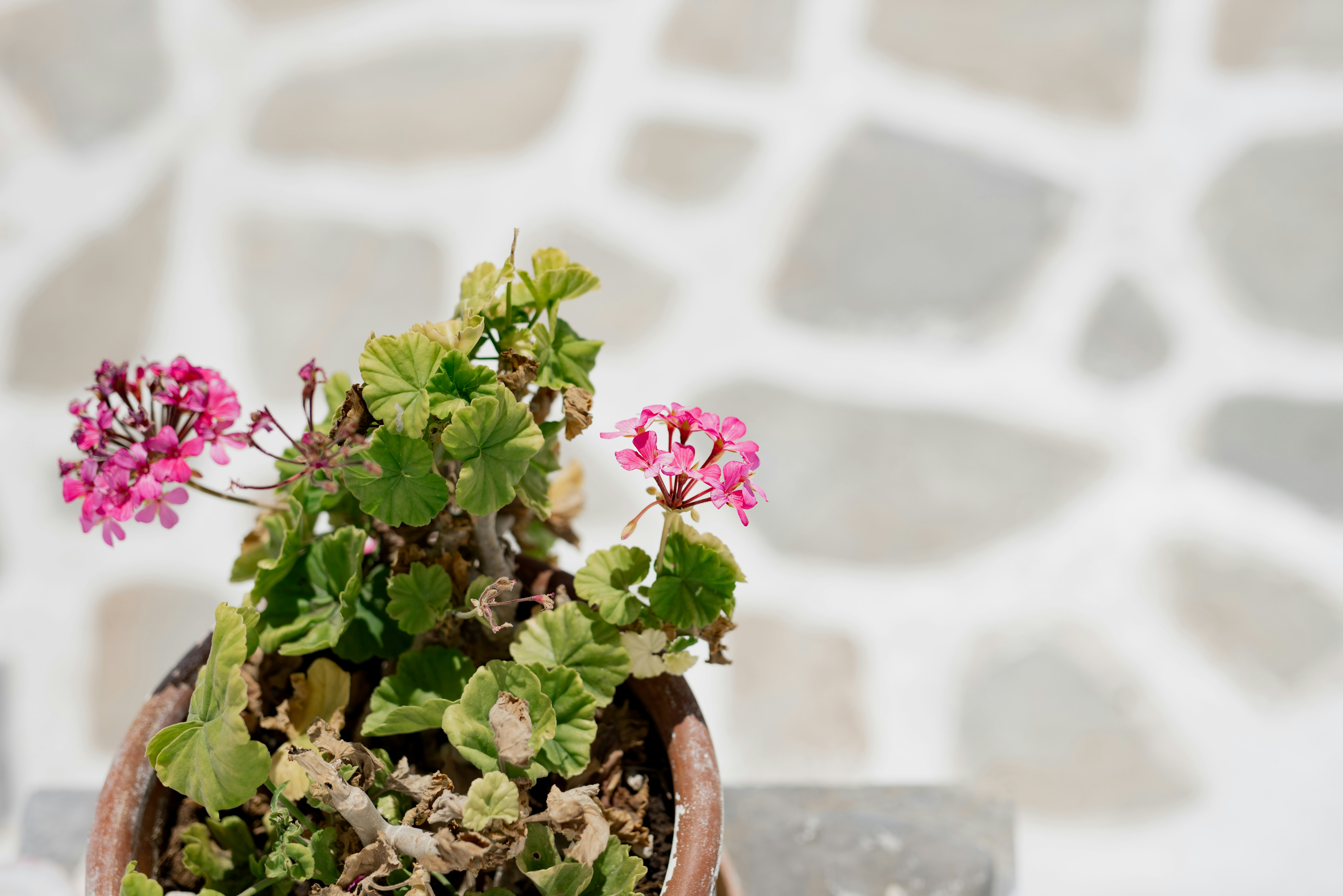 Photo by lauraadaiphoto