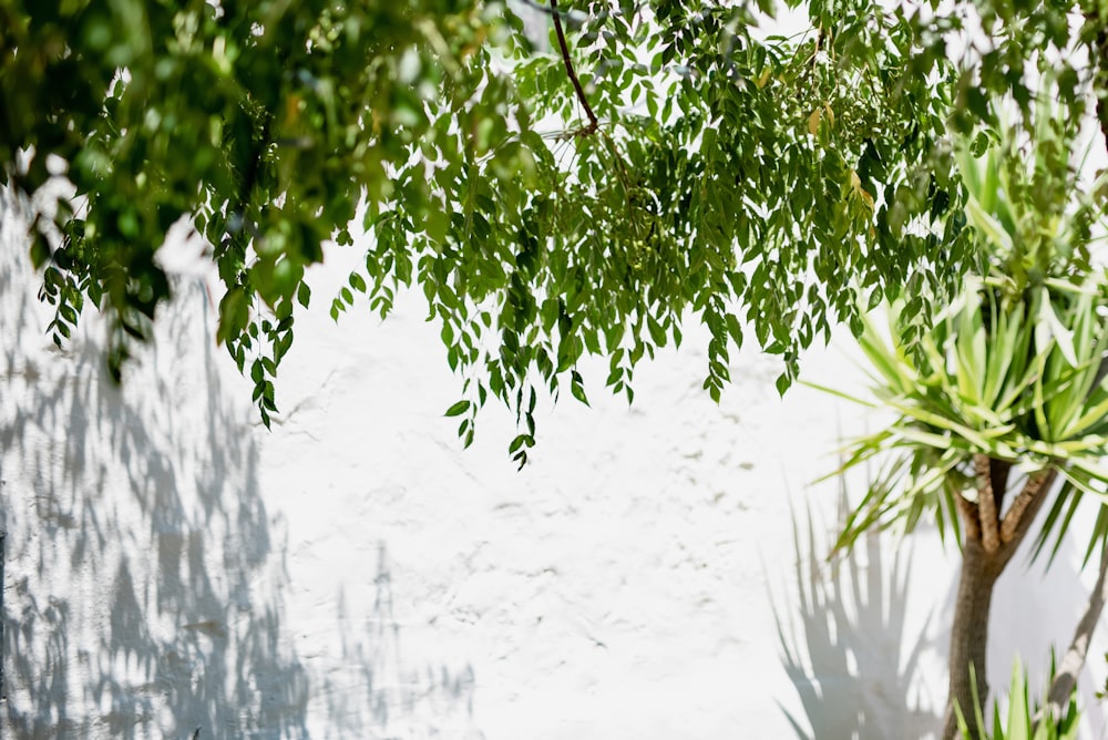 a white wall with a tree and a potted plant