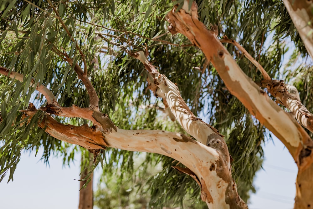 a close up of a tree with lots of leaves