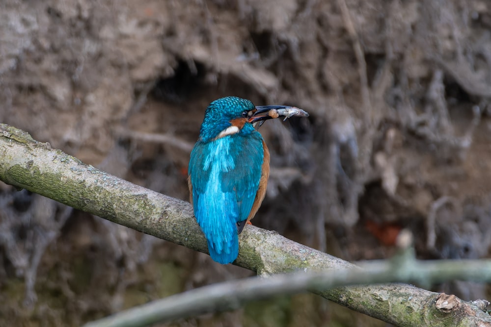 a small blue bird perched on top of a tree branch