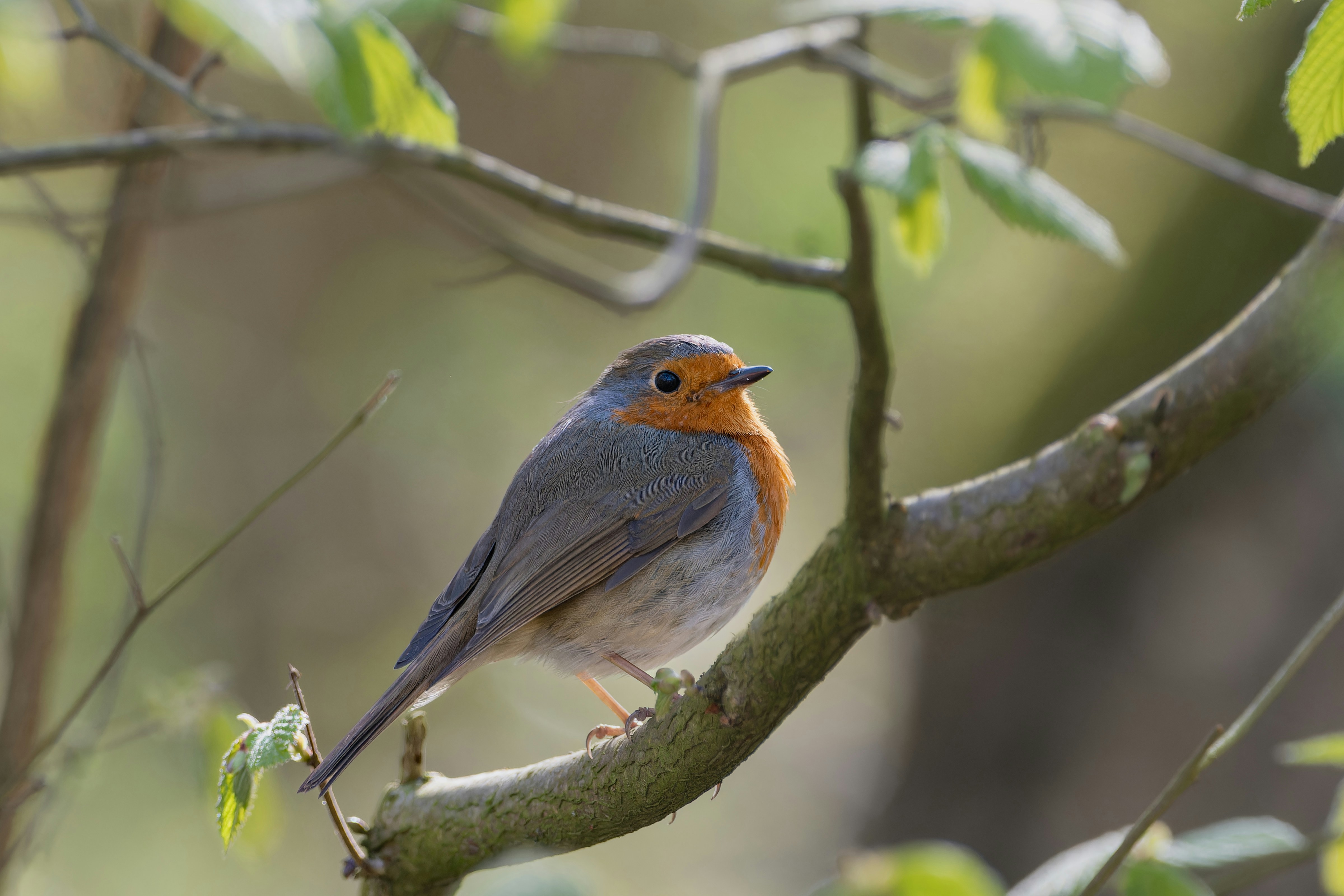 Photo by siegfriedpoepperl