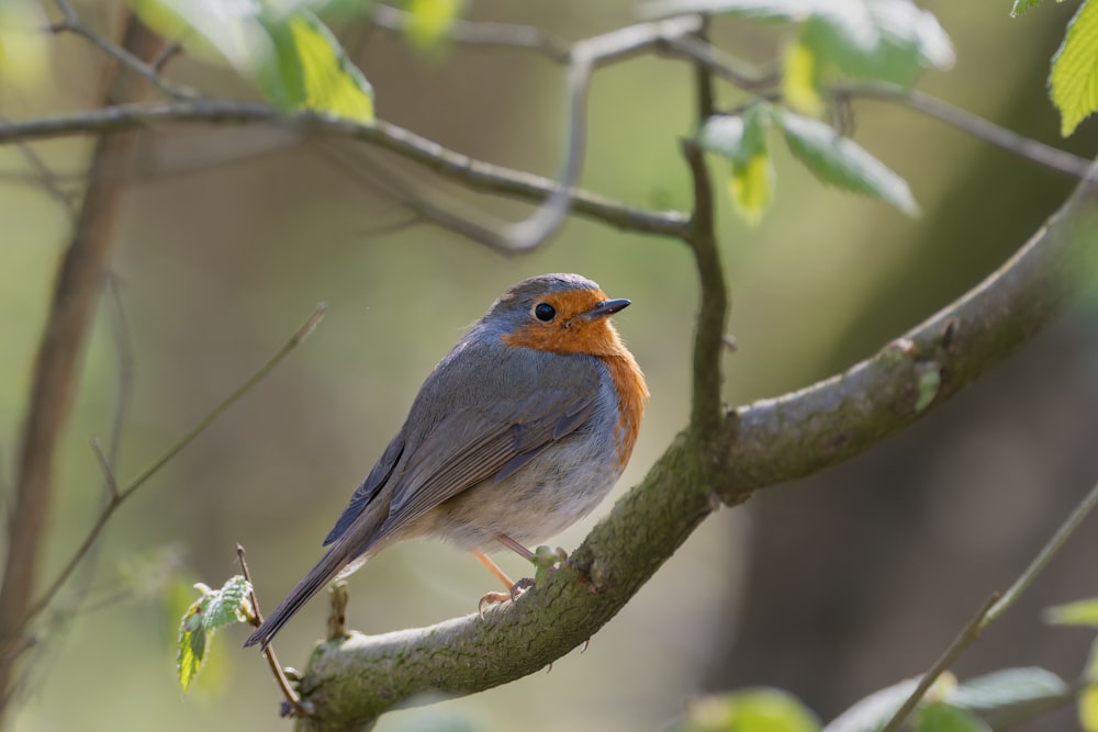 a small bird perched on a branch of a tree