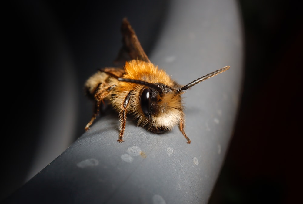 a close up of a bee on a metal object