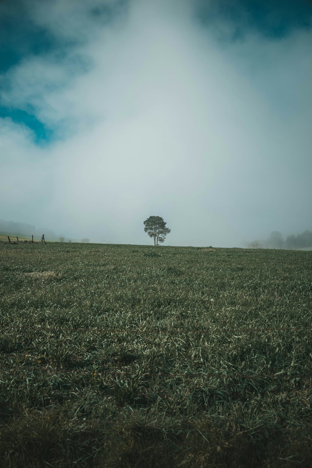 a lone tree on a grassy hill under a cloudy sky