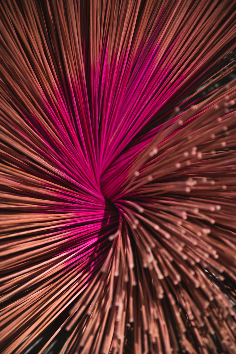 a close up of a pink flower on a black background