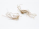 A minimalist arrangement featuring two tangled clusters of thin, dried roots or twigs. The objects are set against a plain white background, giving a sense of clarity and focus to the intricate, overlapping lines of the roots.