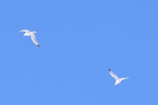 two white birds flying through a blue sky