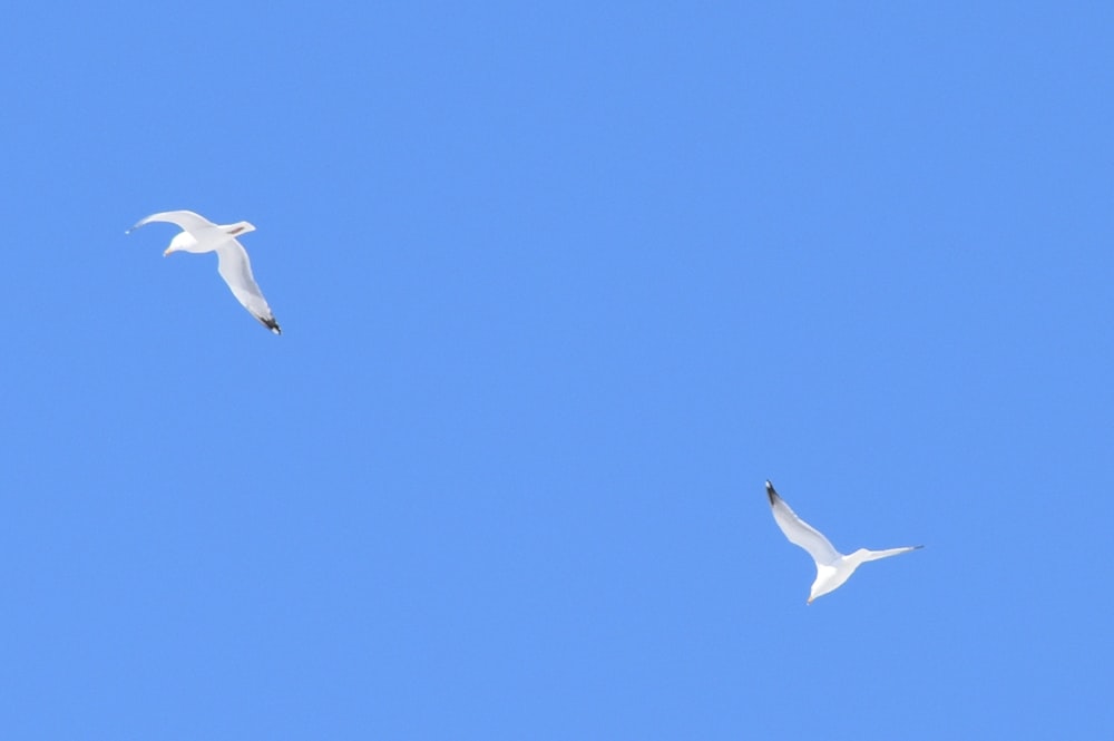 two white birds flying through a blue sky