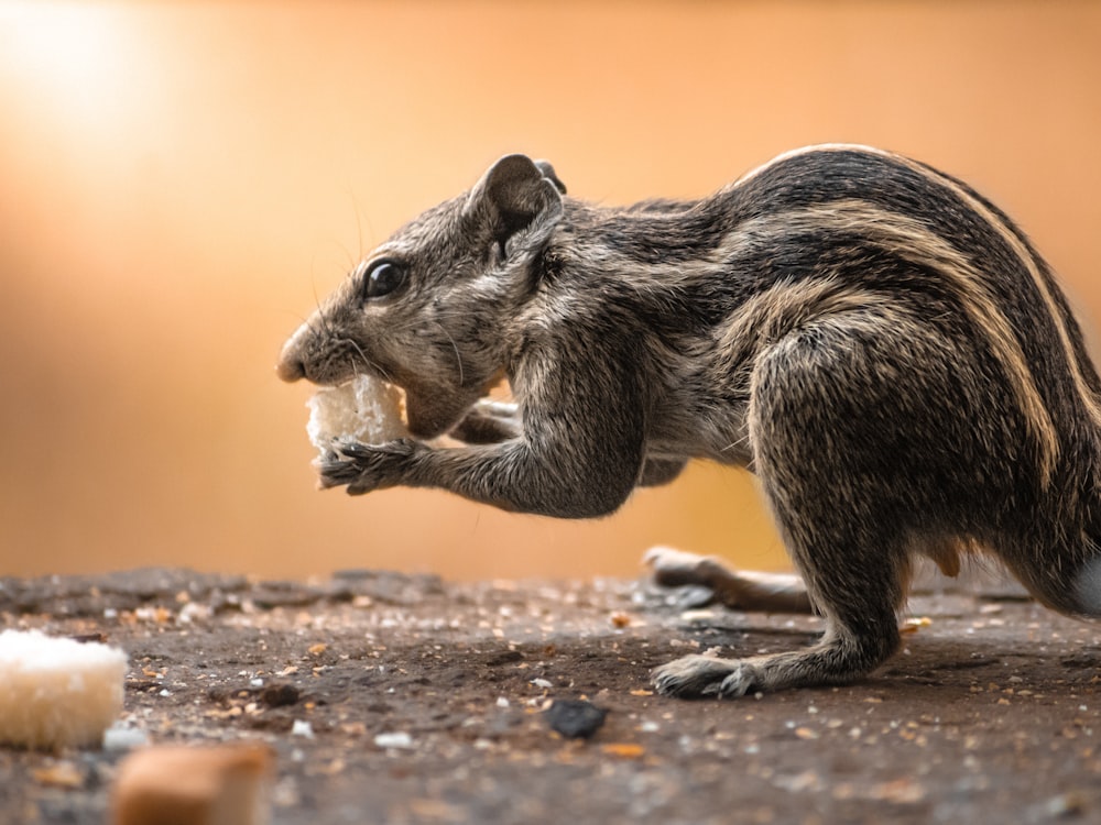 a chipper eating a piece of food on the ground