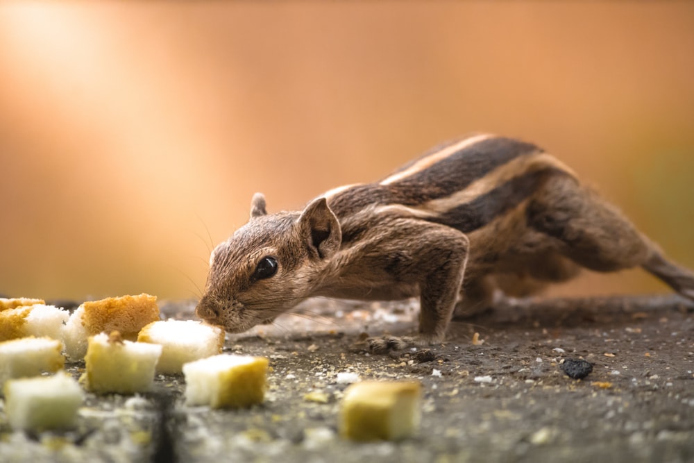 a small rodent eating a piece of food on the ground