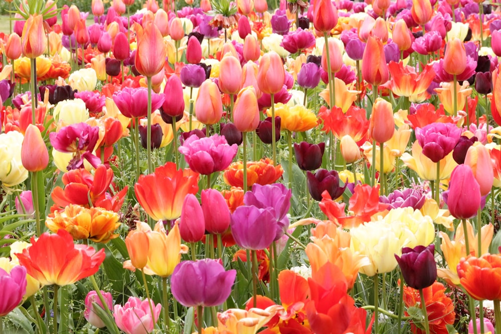 a field full of colorful flowers in the middle of the day