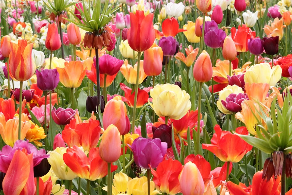 a field of colorful tulips and other flowers