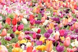 A vibrant tulip field showcasing various colors.