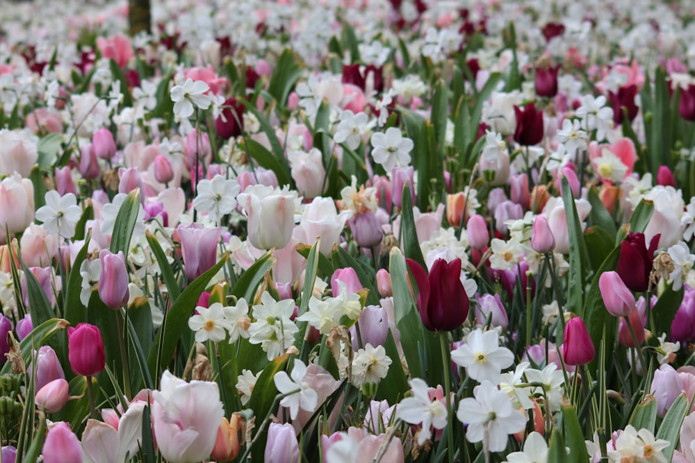 a field full of pink and white tulips