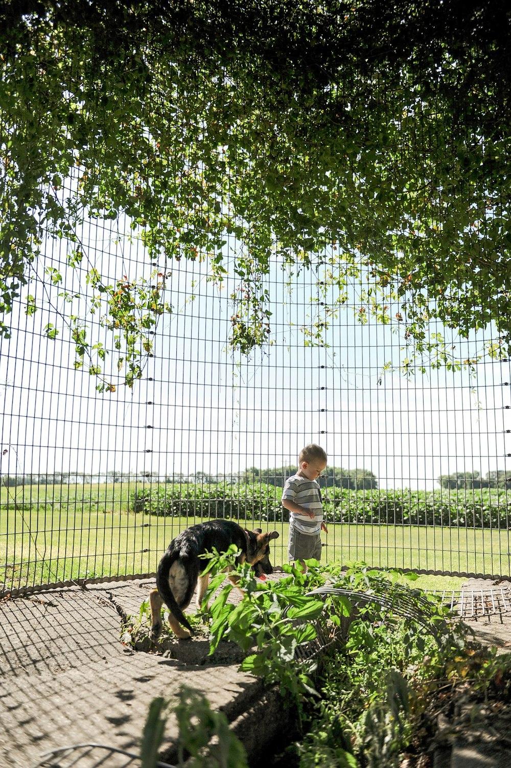 a little boy standing next to a dog on top of a lush green field