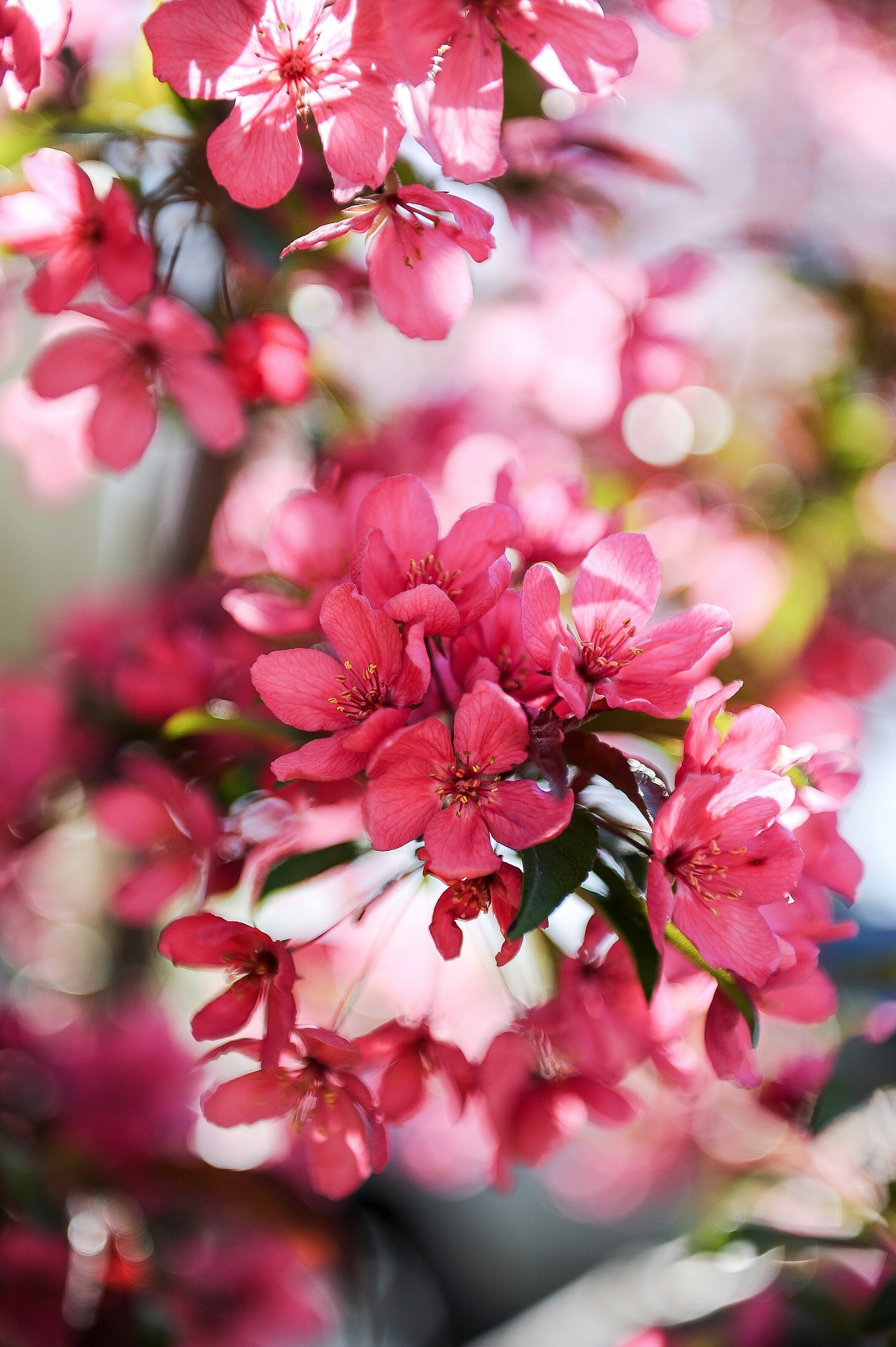 a bunch of pink flowers that are in a vase