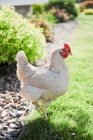 A chicken with white and light brown feathers stands on a patch of lush green grass near a garden border of small rocks. The background features a variety of green plants and bushes under bright, natural sunlight.