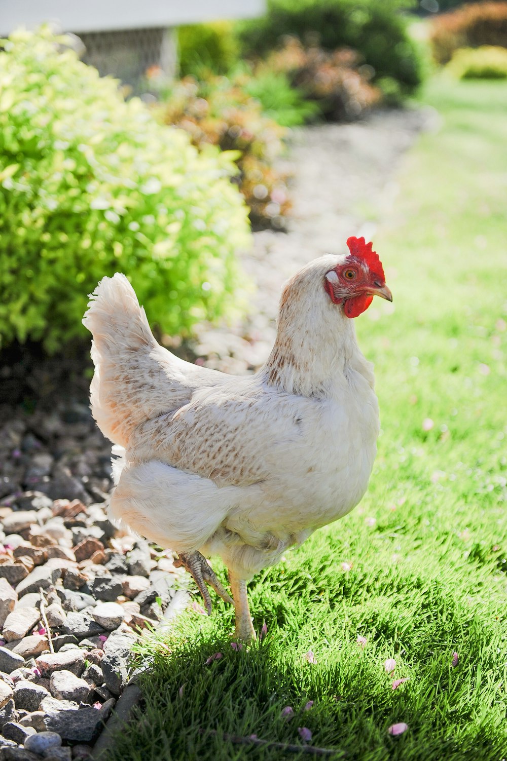 a white chicken standing on top of a lush green field